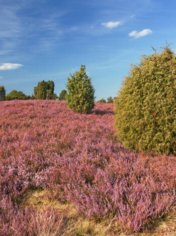 Lüneburger Heide er et af de mest fascinerende naturlandskaber i Tyskland.