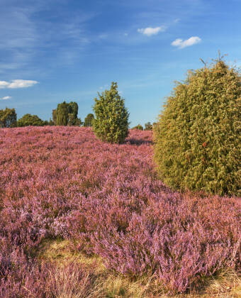 The Lüneburg Heath is one of the most fascinating natural landscapes in Germany.