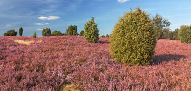 The Lüneburg Heath is one of the most fascinating natural landscapes in Germany.