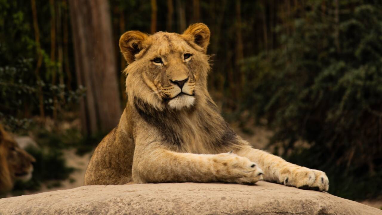 Besøg Tierpark Wismar, et ideelt udflugtsmål for hele familien.