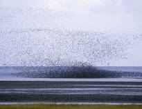 Experience the very special natural phenomenon, Black Sun, when the starlings, in spring and autumn, flock in Tøndermarsken