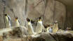 Gå og se de søte pingvinene og mye mer i Hagenbeck Zoo. Kun 5 minutter fra hotellet.