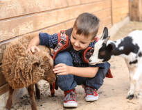 Tag med barnen till den mindre djurparken med får, getter och kycklingar som ligger intill resorten.
