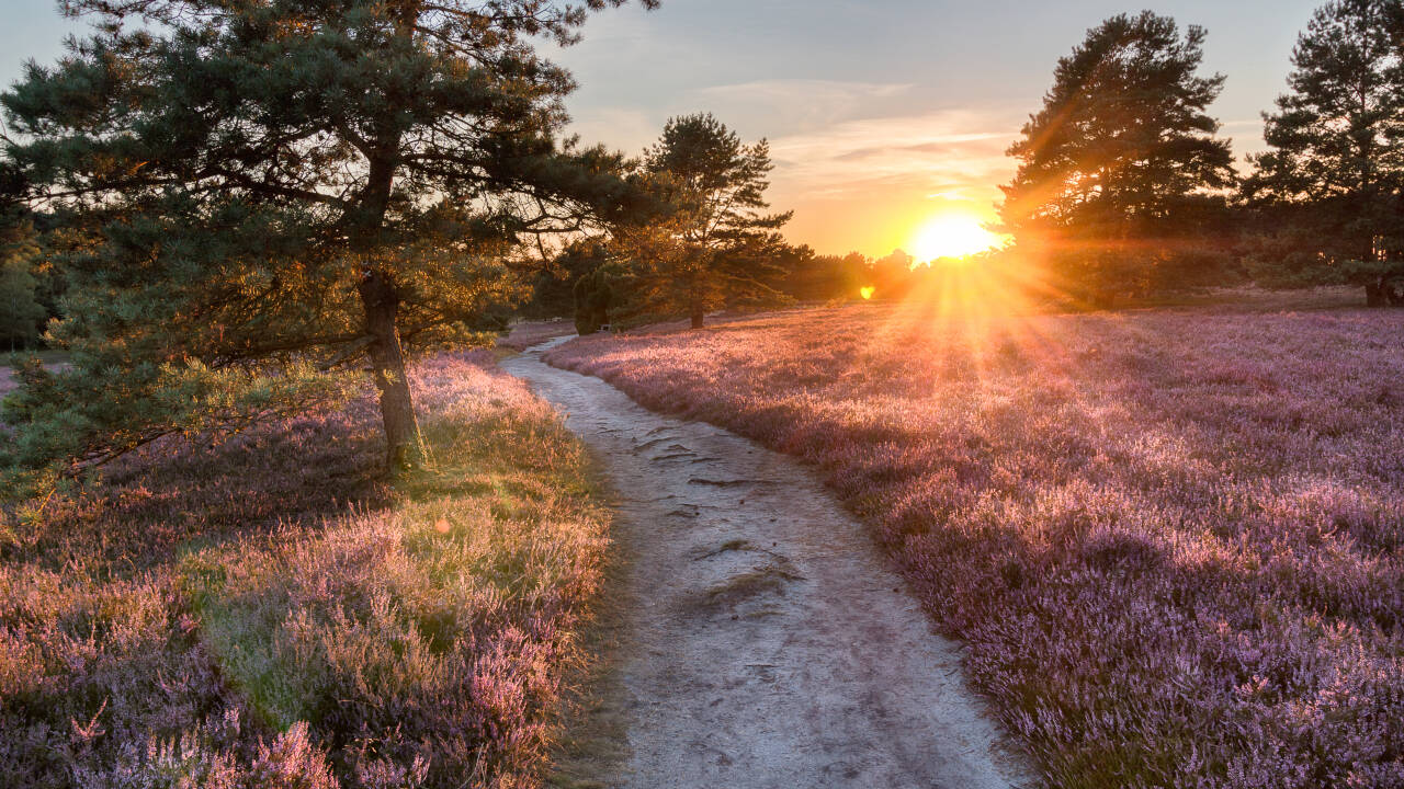 Upptäck den unika naturen i Lüneburger Heide – precis utanför dörren.