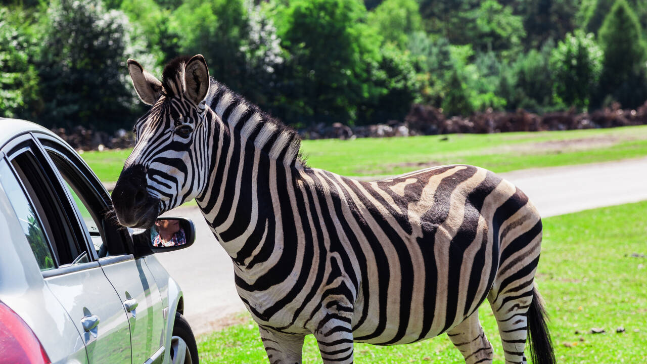 Serengeti Park Hodenhagen byr på spennende dyreopplevelser i safari-stil som fascinerer både barn og voksne.