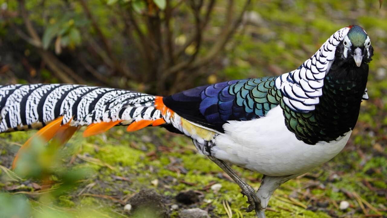 Oplev den farverige fuglepark "Vogelpark Walsrode" cirka 15 km fra hotellet.