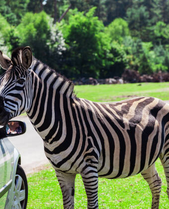Serengeti Park Hodenhagen bjuder på spännande safariupplevelser som fascinerar både barn och vuxna.