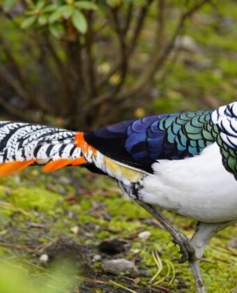 Oplev den farverige fuglepark "Vogelpark Walsrode" cirka 15 km fra hotellet.