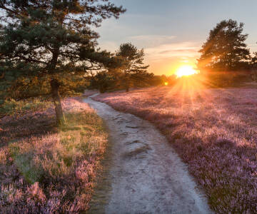 Upptäck den unika naturen i Lüneburger Heide – precis utanför dörren.