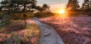 Oplev den unikke natur i Lüneburger Heide – lige udenfor døren.