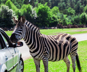 Im Serengeti-Park Hodenhagen erleben Sie spannende Safari-Momente, die Kinder wie Erwachsene begeistern.