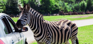 Serengeti Park Hodenhagen byder på spændende safarilignende dyreoplevelser for både børn og voksne.