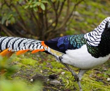 Oplev den farverige fuglepark "Vogelpark Walsrode" cirka 15 km fra hotellet.