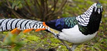 Utforsk den fargerike fugleparken "Vogelpark Walsrode" omtrent 15 km fra hotellet.