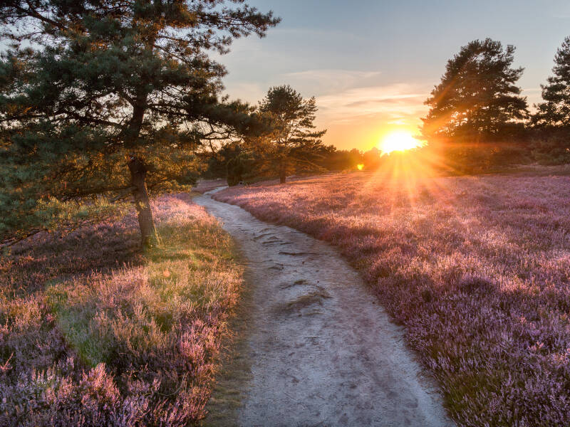 Entdecken Sie die einzigartige Natur der Lüneburger Heide – direkt vor Ihrer Haustür.