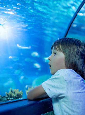 Vom Hotel aus erreichen Sie die Wunderino Arena, das Aquarium GEOMAR oder das Schauspielhaus Kiel in wenigen Minuten.