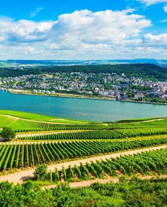 Explore the vineyards that give you easy access to wine tastings in the Rheingau region.