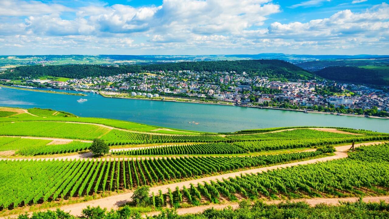 Utforska vinodlingarna och ta del av vinprovningar i Rheingau-regionen.