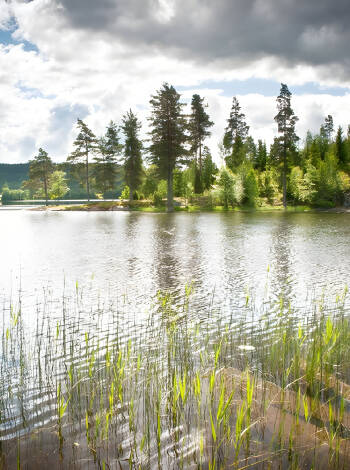 Erkunden Sie die schwedische Wildnis mit ihren tiefen Wäldern und riesigen Bergen.