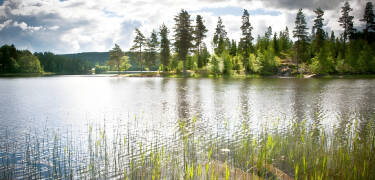 Udforsk den svenske natur når den er bedst, med dejlige udflugter i det naturskønne Värmland.