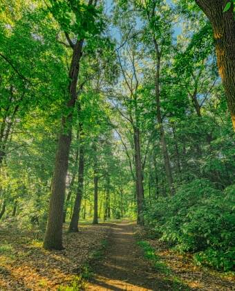 Wake up surrounded by the calm and beauty of the Schorfheide forest.