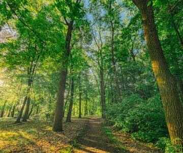 Våkn opp omgitt av roen og skjønnheten i Schorfheide-skogen.