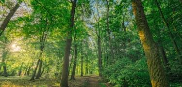 Wachen Sie inmitten der Ruhe und Schönheit des Schorfheider Waldes auf.
