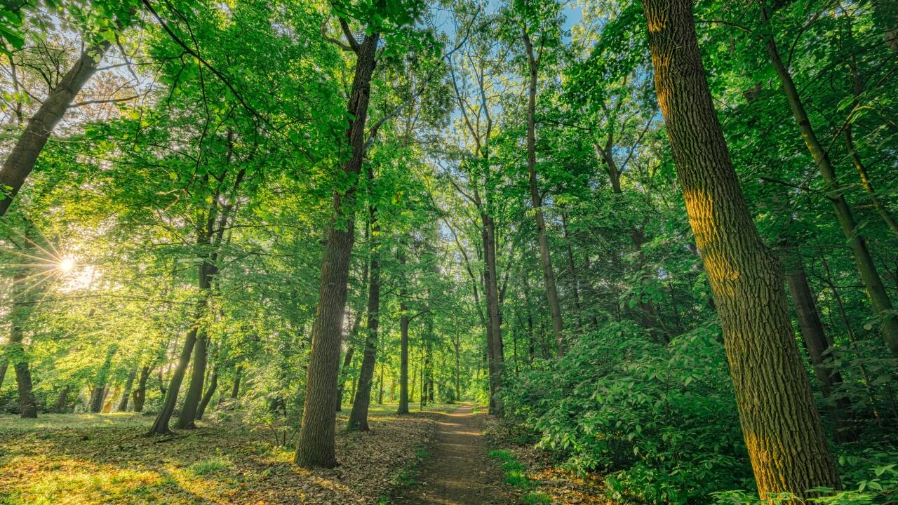 Våkn opp omgitt av roen og skjønnheten i Schorfheide-skogen.