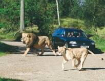 Tag børnene med en tur på uforglemmelig safari i Givskud Zoo!