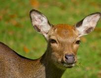 You are a short distance from the cosy Deer Park in Nørreskoven, where cute fallow deer and Sika deer roam freely