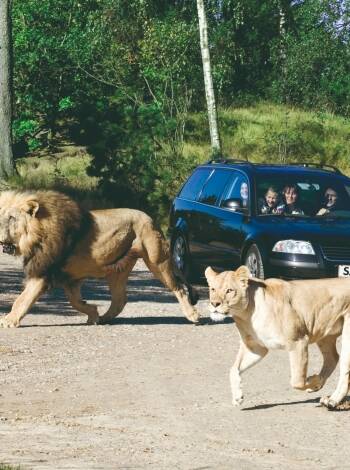 Tag børnene med en tur på uforglemmelig safari i Givskud Zoo!