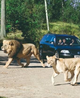 Take the kids on an unforgettable safari at Givskud Zoo!