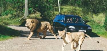 Tag børnene med en tur på uforglemmelig safari i Givskud Zoo!
