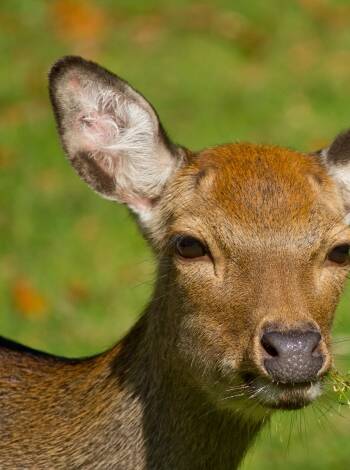 You are a short distance from the cosy Deer Park in Nørreskoven, where cute fallow deer and Sika deer roam freely