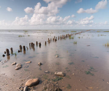 Ribe ligger nära Vadehavet nationalpark, ett UNESCO-världsarv känt för sin unika natur.