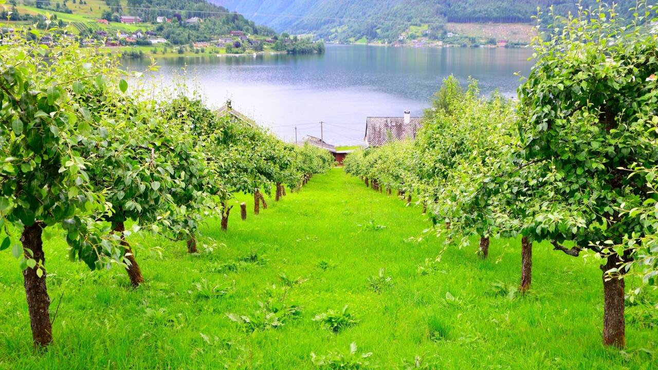 Ulvik er kendt for sin ciderproduktion, som stortrives i Hardanger-regionens milde klima.