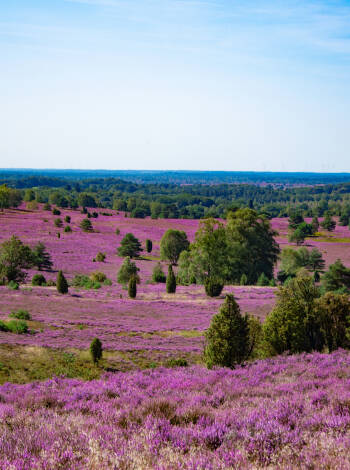 Lüneburger Heide är känt för sin imponerande natur.