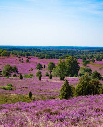 Lüneburger Heide is known for its impressive nature.