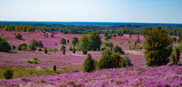Lüneburger Heide är känt för sin imponerande natur.