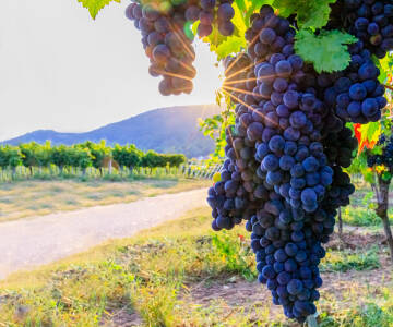 Utforska vingårdar, vandringsleder och cykelvägar i omgivningen.