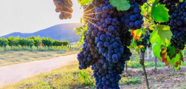 Utforsk vinmarker, turstier og sykkelruter i området.