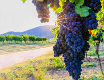 I bor omgivet af regionens smukke vinmarker, som I har en god udsigt til fra hotellets terrasse.
