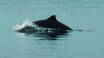 Reis på safari i Lillebælt. Du kan være heldig nok til å få øye på hval.