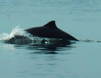 Åk på safari i Lillebælt där ni med lite tur kan ni få syn på tumlare.