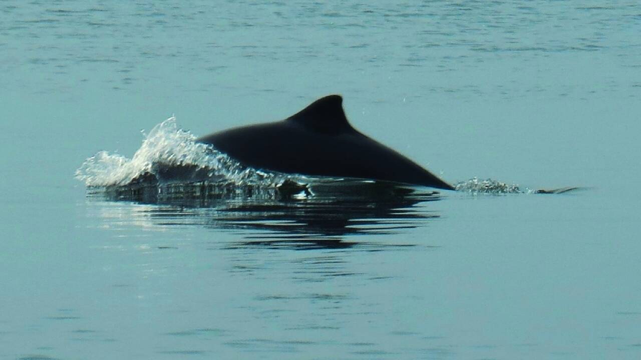 Reis på safari i Lillebælt. Du kan være heldig nok til å få øye på hval.