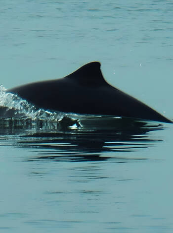 Go on safari in Lillebælt. You might be lucky to spot a Whale.