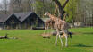 Freuen Sie sich auf einen Tag voller Familienspaß in einem der beliebtesten Zoos Dänemarks, wo unzählige Erlebnisse auf Besucher jeden Alters warten