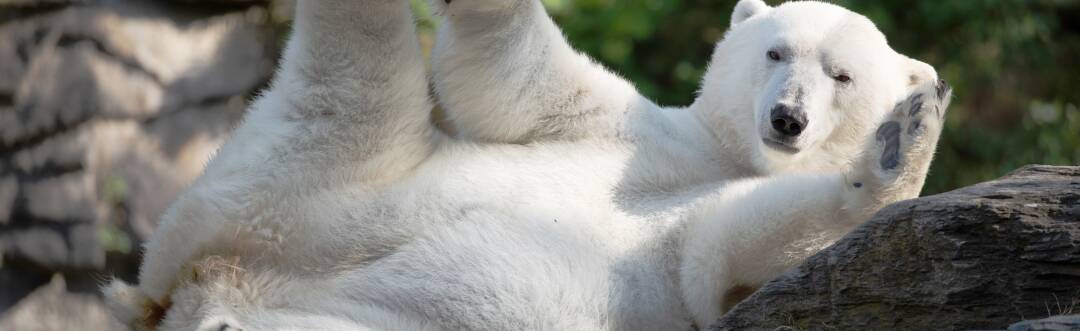 Byparken og den zoologiske have ligger i nærheden, så man kan have det sjovt udendørs og tage på familieudflugter.