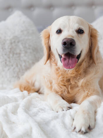 Das Hotel ist hundefreundlich - perfekt für alle, die mit vierbeinigen Familienmitgliedern reisen.