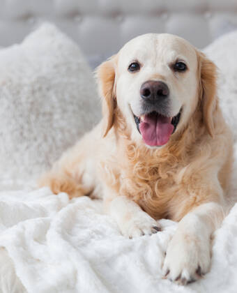 Das Hotel ist hundefreundlich - perfekt für alle, die mit vierbeinigen Familienmitgliedern reisen.